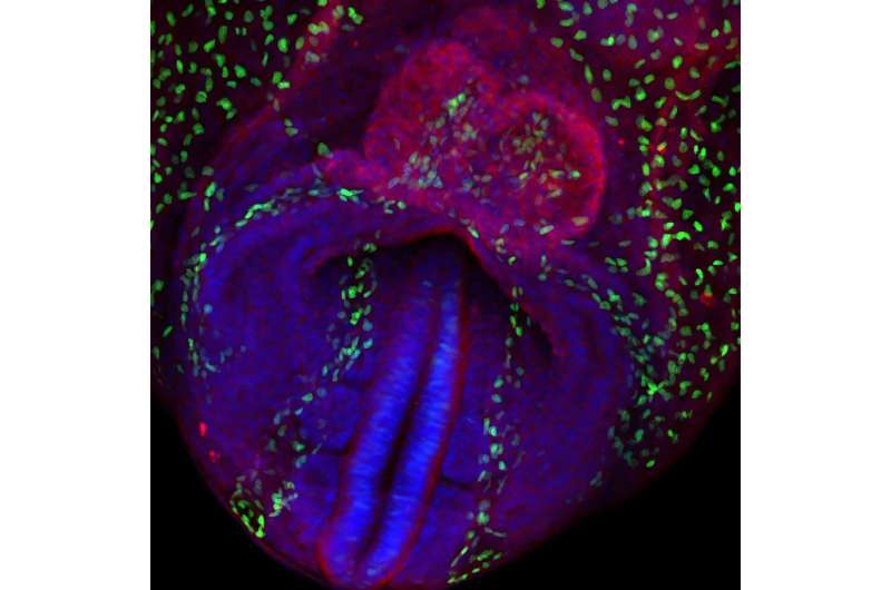 CNIC team reveals how the heart is organized from the earliest stages of embryonic development